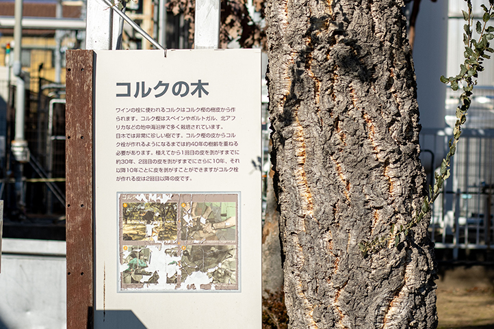 サントネージュワイン工場見学 見学場所:コルクの木